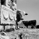 Old and new: Cows around the ancient castle of Tsipori, Israel