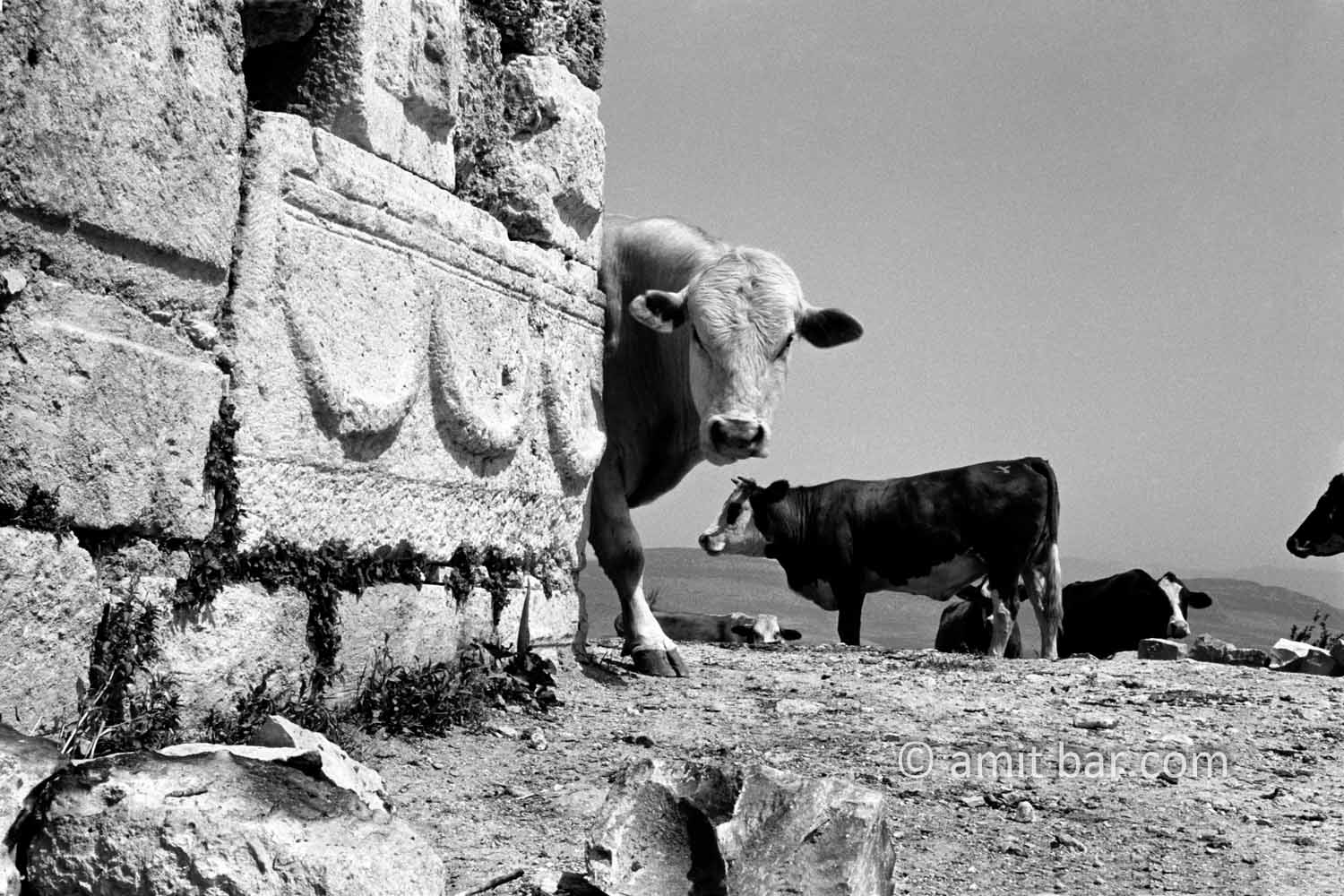 Old and new: Cows around the ancient castle of Tsipori, Israel