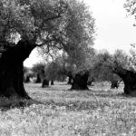 Olive trees: Olive trees at Dir el Assad, Israel