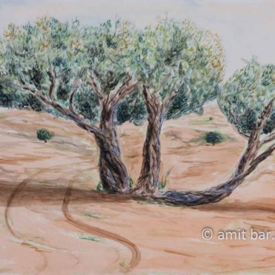 Olive trees in the valley