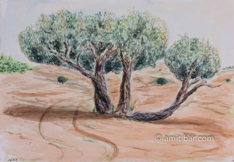 Olive trees in the valley