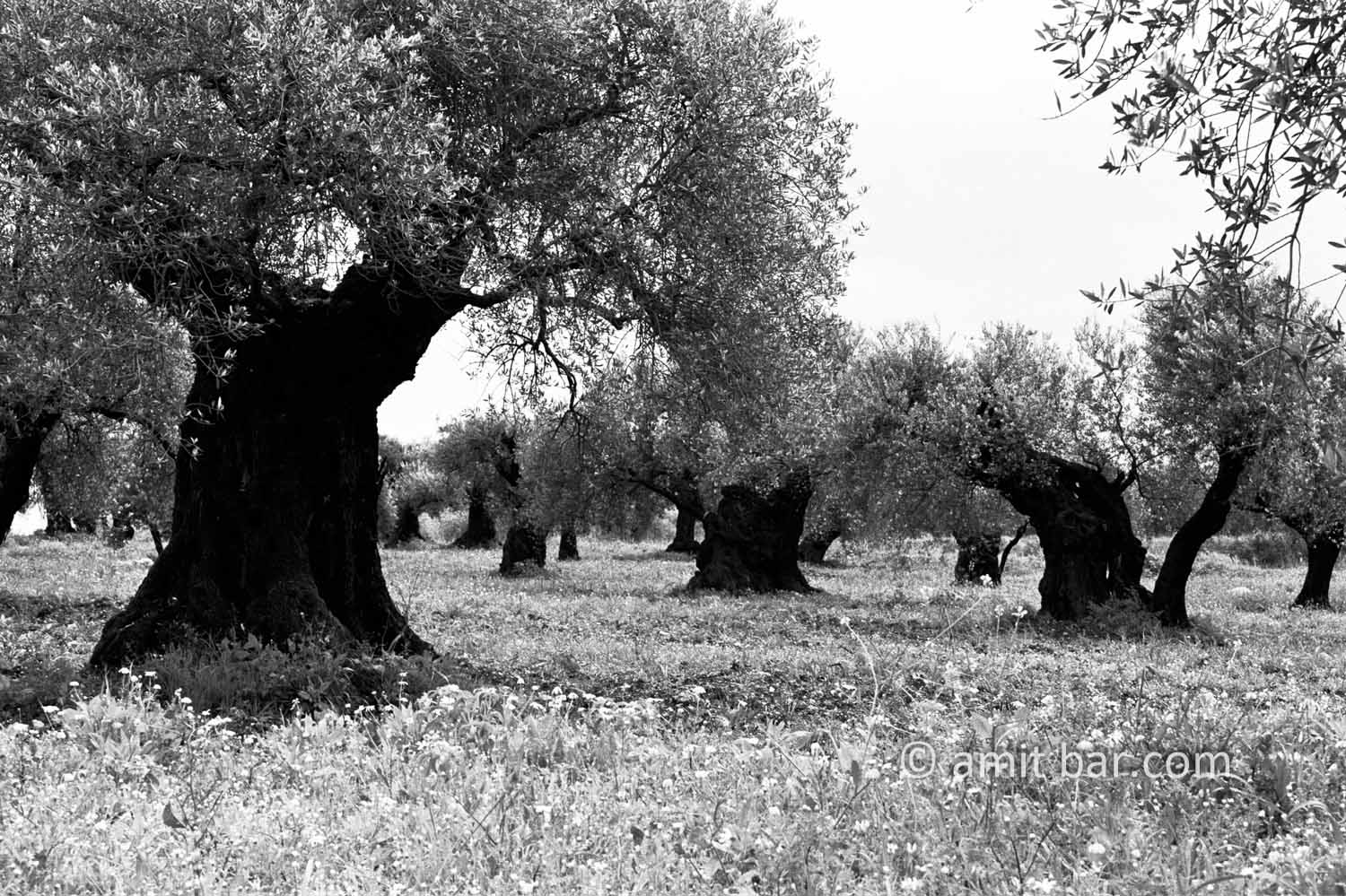 Olive trees: Olive trees at Dir el Assad, Israel