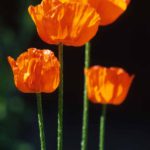 Orange poppies: Orange poppies in the field