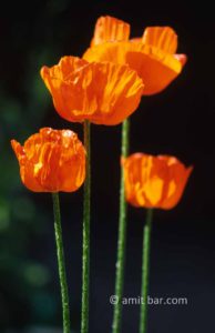 Orange poppies: Orange poppies in the field