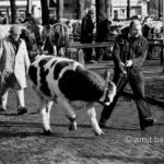 Picador: A cattle-market worker takes a cow to the new owner
