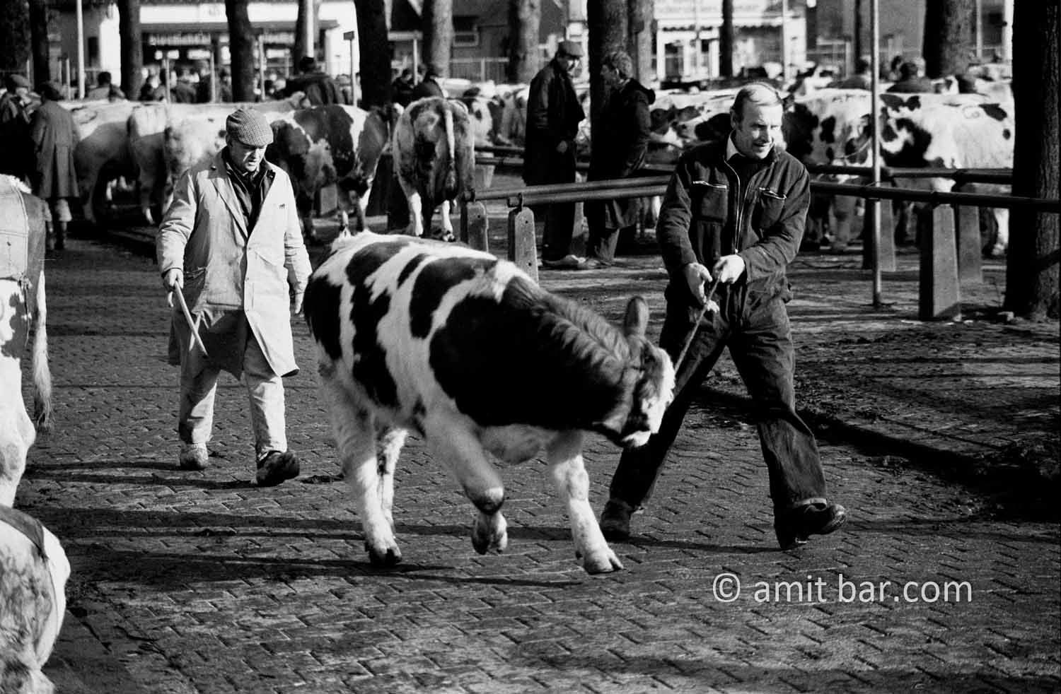 Picador: A cattle-market worker takes a cow to the new owner