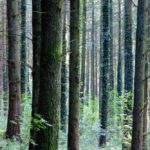 Pine trees: Pine trees in a forest at the Morvan, France