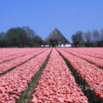 Pink tulips: Tulips at Bergen, The Netherlands