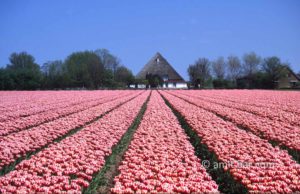 Pink tulips: Tulips at Bergen, The Netherlands