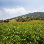 Poppies: Spring time in Israel
