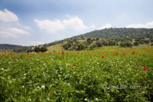 Poppies: Spring time in Israel