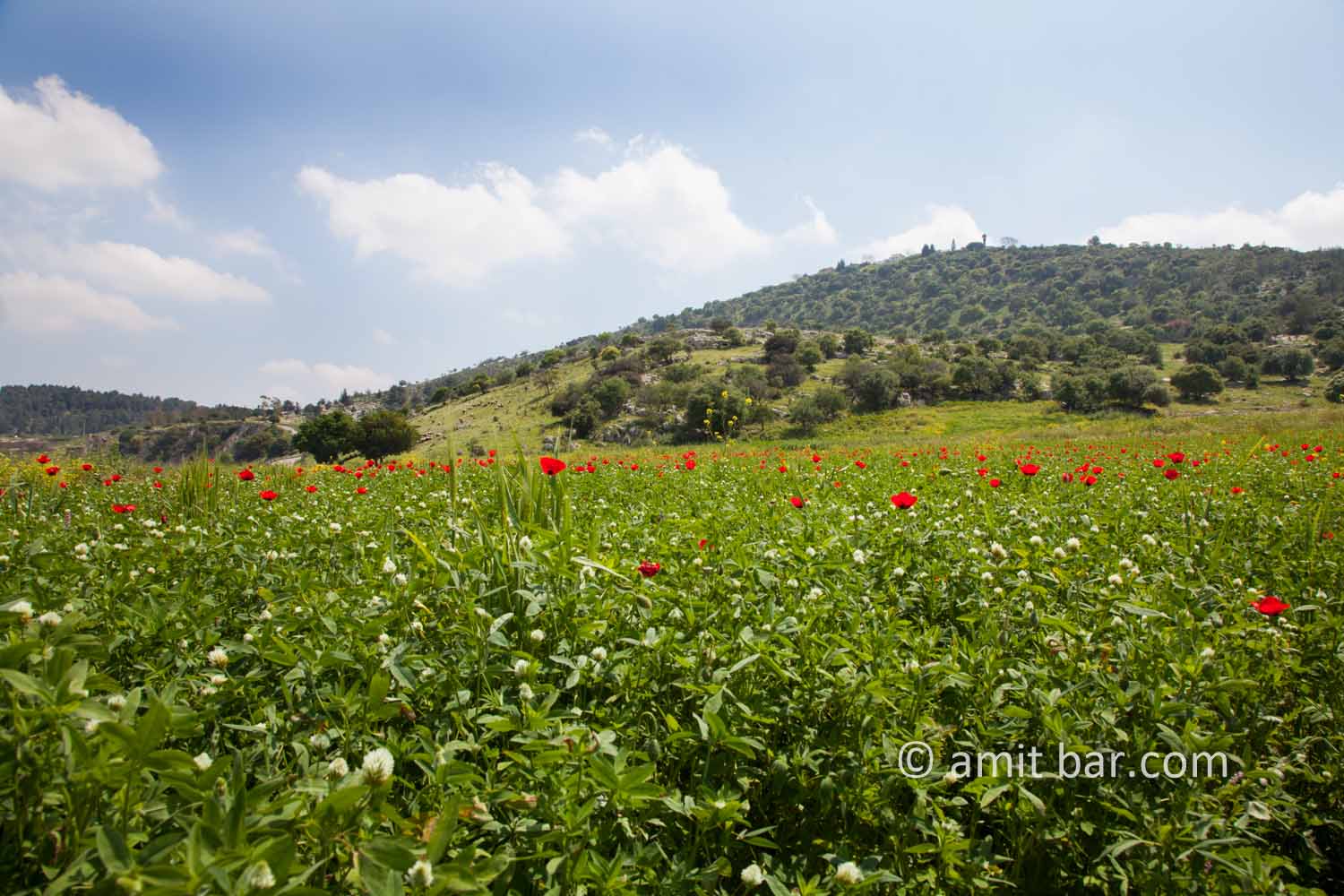 Poppies: Spring time in Israel