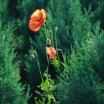 Poppy: A poppy flower rises among cypresses