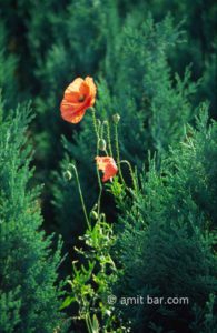 Poppy: A poppy flower rises among cypresses