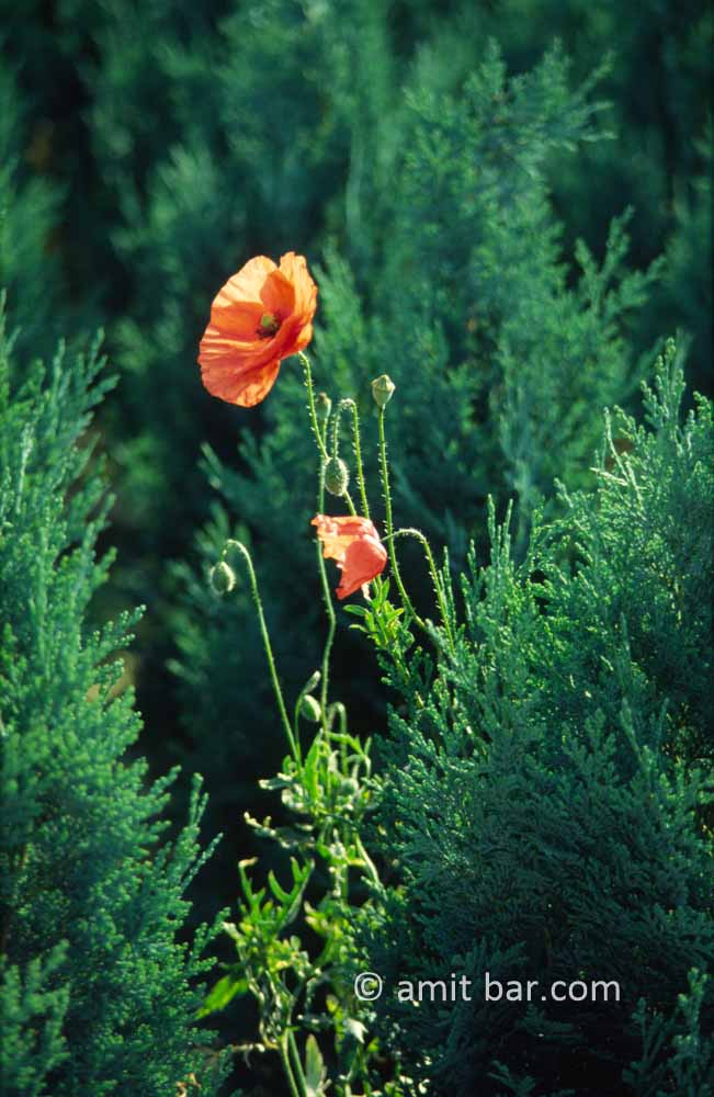 Poppy: A poppy flower rises among  cypresses