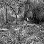 Primroses: A young girl is jumping from stone to stone, avoiding stepping on the flowers