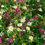 Purple, white and yellow: Wild flowers, The Netherlands