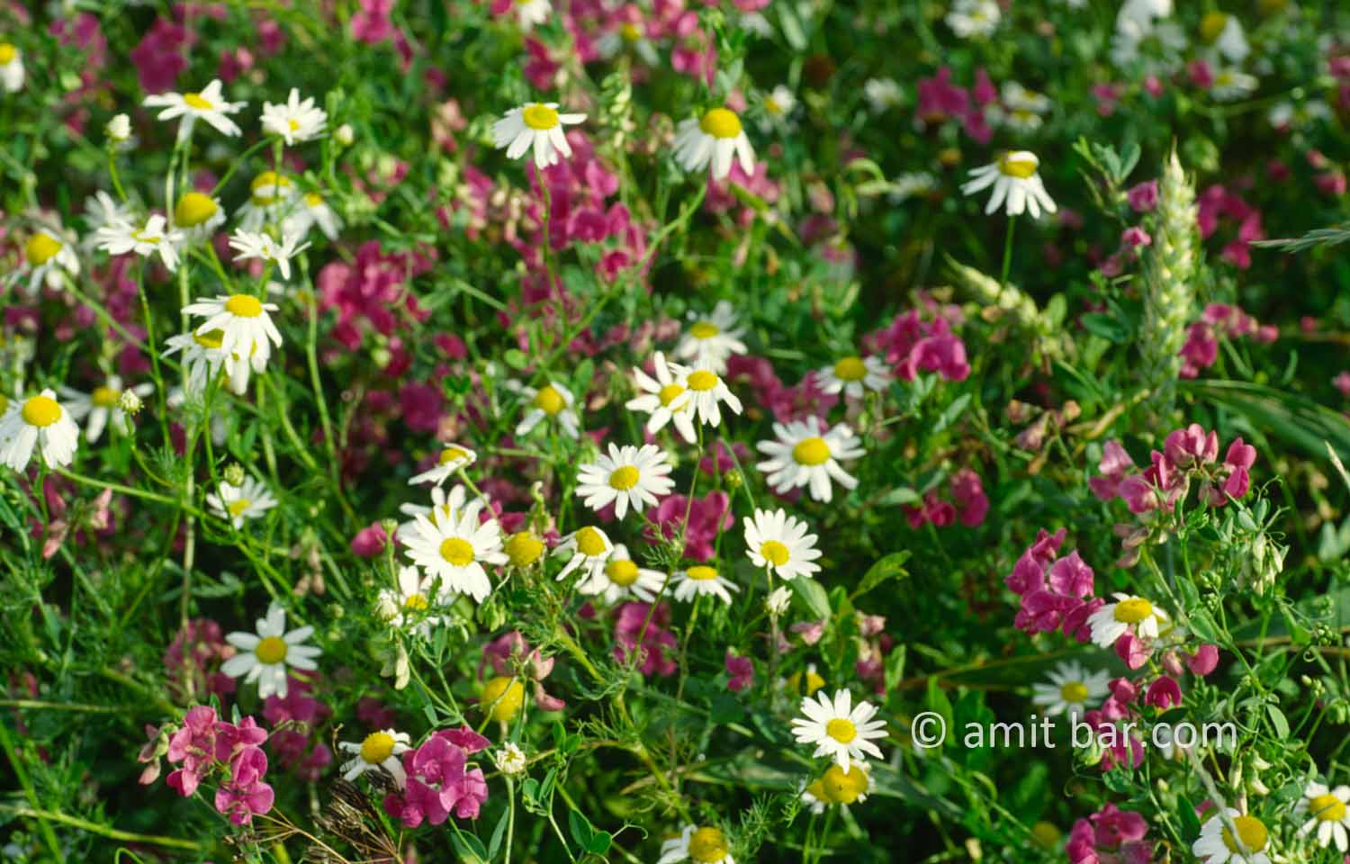 Purple, white and yellow: Wild flowers, The Netherlands