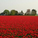 Rapeseed field with oak trees I: Rapeseed field with oak trees at IJzevoorde, The Netherlands in spring time