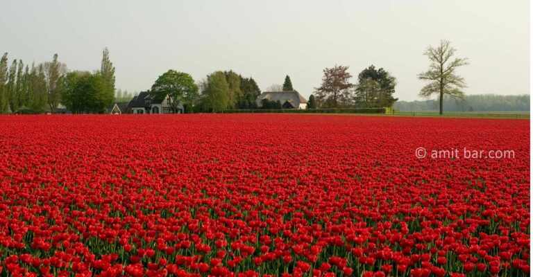 Rapeseed field with oak trees