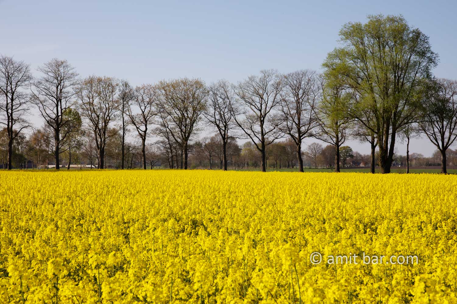 Rapeseed field with oak trees I: Rapeseed field with oak trees at IJzevoorde, The Netherlands in spring time
