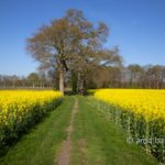 Rapeseed field with oak trees II: Rapeseed field with oak trees at IJzevoorde, The Netherlands in spring time