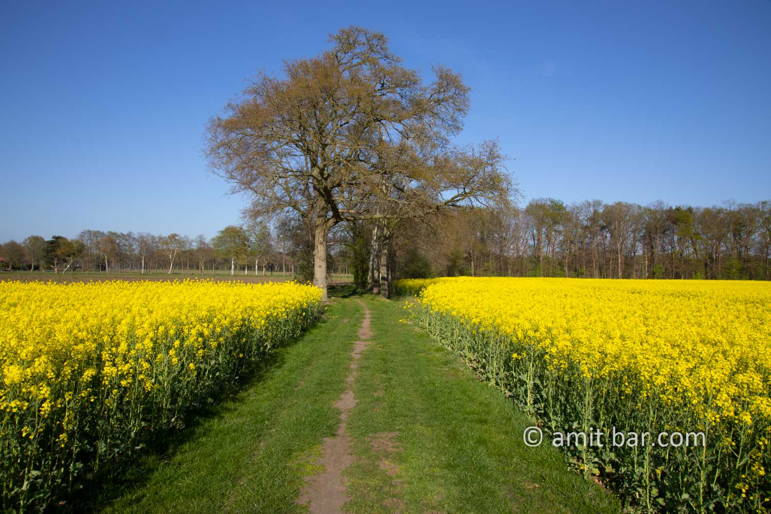 Rapeseed field with oak trees II: Rapeseed field with oak trees at IJzevoorde, The Netherlands in spring time