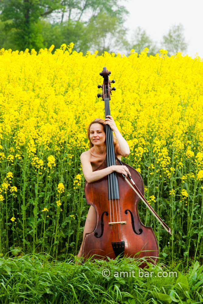 Rapeseed with contrabass player: Rapeseed with contrabass player near Sinderen, The Netherlands