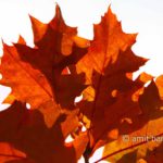 Red leaves: Red oak leaves