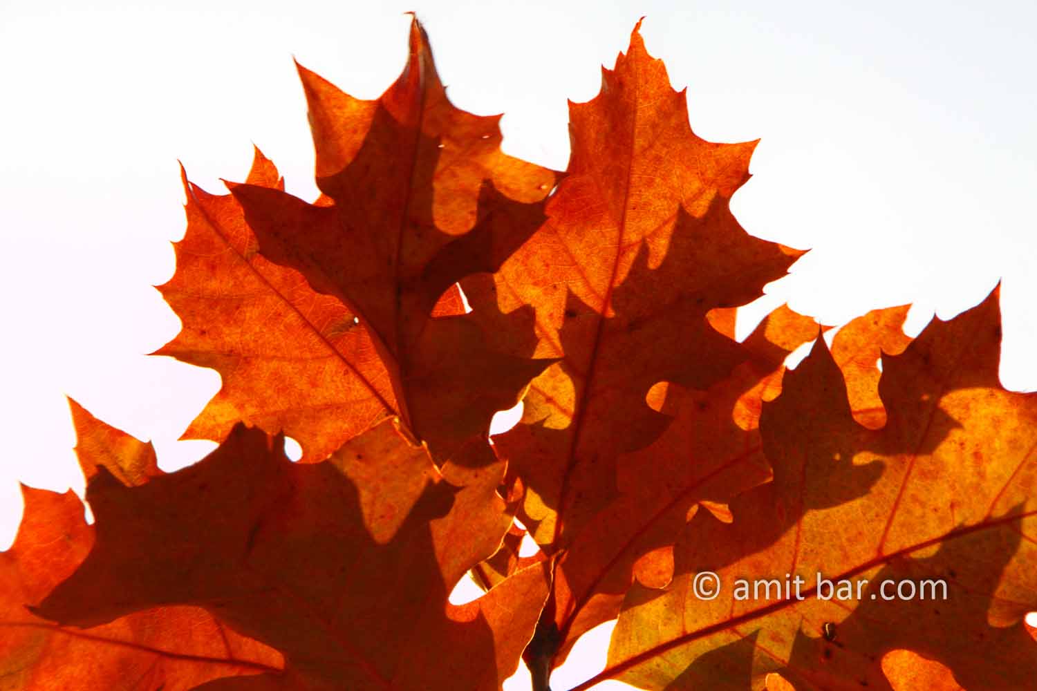 Red leaves: Red oak leaves