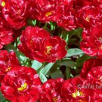 Red tulips: Tulips grows in a circle format