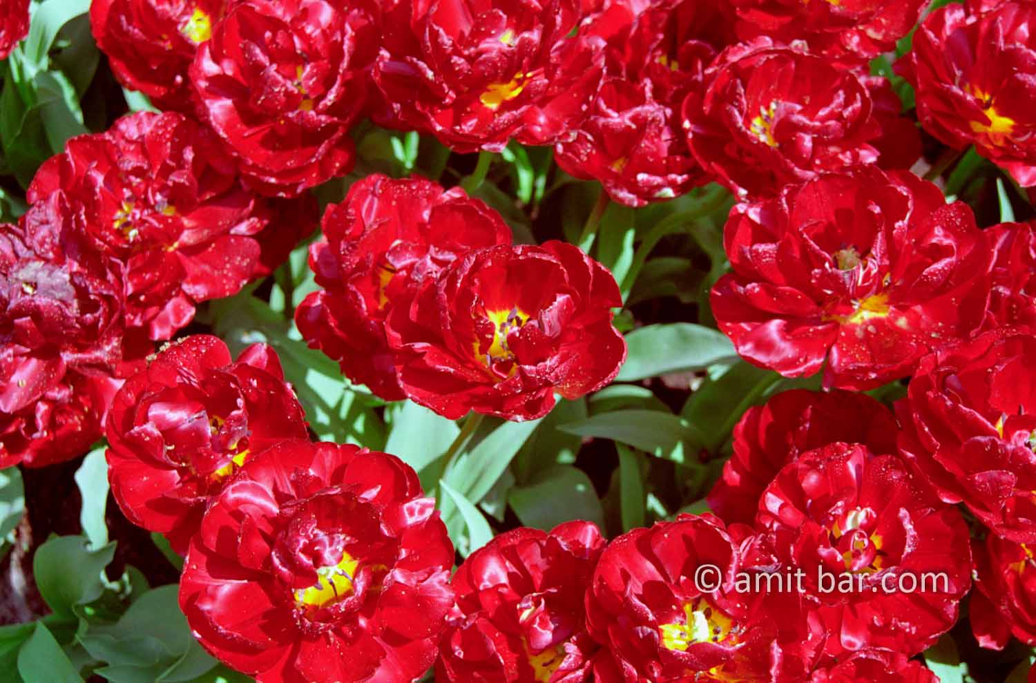 Red tulips: Tulips grows in a circle format