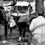 Saying goodbye: A cattle-farmer taking a last look at his cow at the cattle market