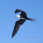 Sea bird: Sea bird at flight