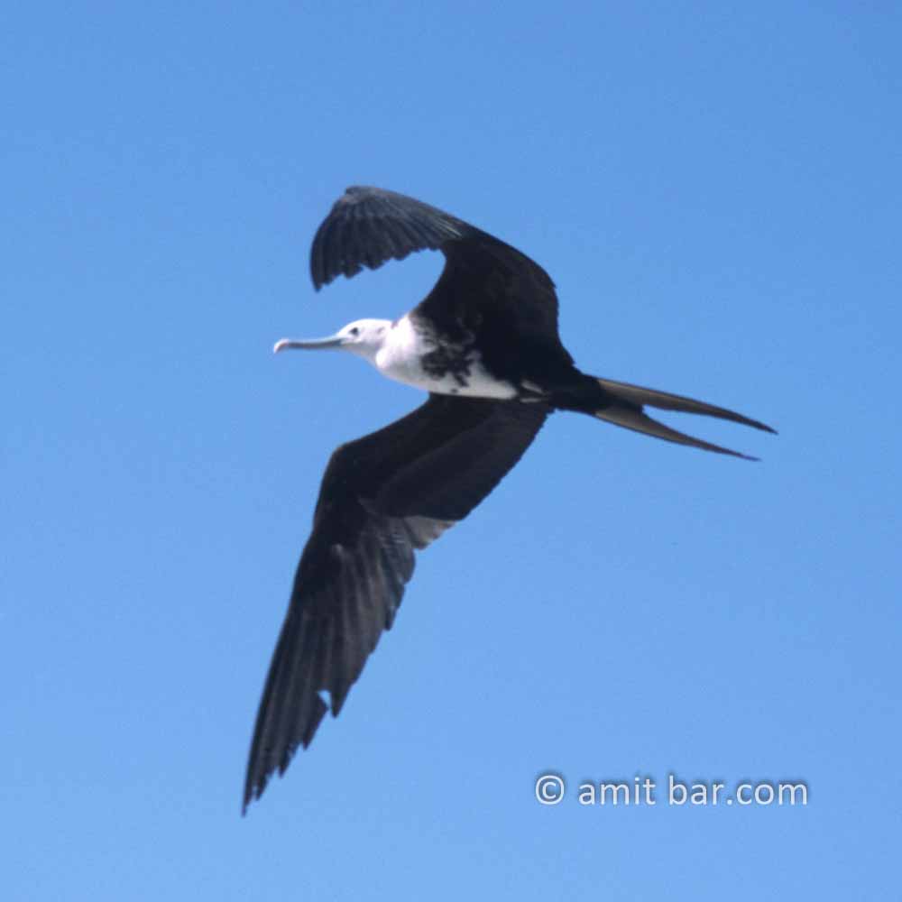Sea bird: Sea bird at flight
