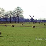 Sheeps and windmill. Sheeps are grazing while turning windmilll is seen at Doetinchem, The Netherlands
