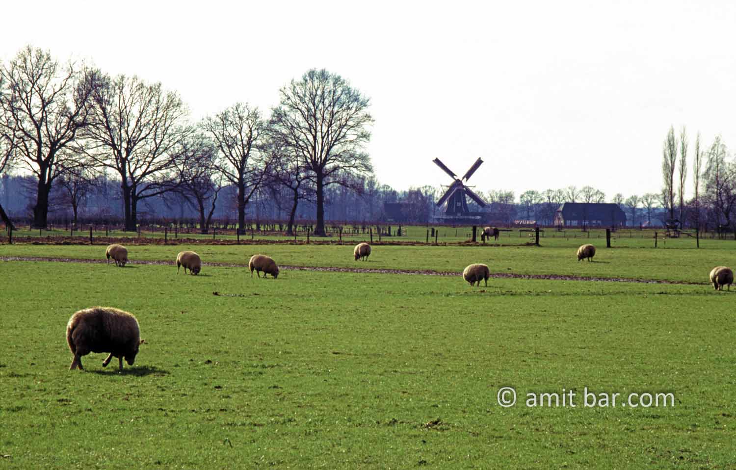 Sheeps and windmill. Sheeps are grazing while turning windmilll is seen at Doetinchem, The Netherlands