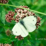 Small white butterfly: Pieris brassicae (the small white) or cabbage butterfly