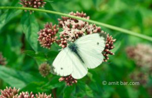 Small white butterfly: Pieris brassicae (the small white) or cabbage butterfly