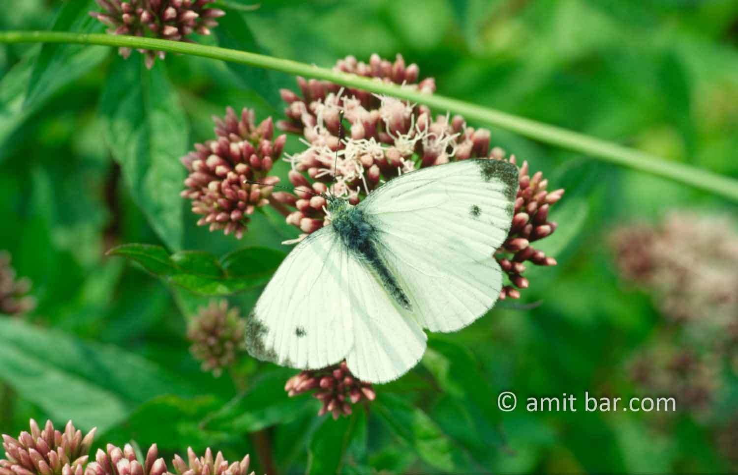 Small white butterfly: Pieris brassicae (the small white) or  cabbage butterfly