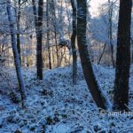 Snow and sun VI: Winter's snow in the forest of Slangenburg