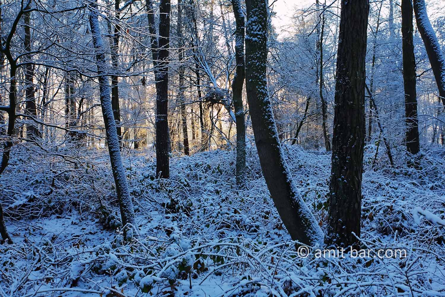 Snow and sun VI: Winter's snow in the forest of Slangenburg