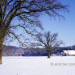 Snowy farmhouse with two oaks I: Snowy landscape at Slangenburg, Doetinchem, The Netherlands