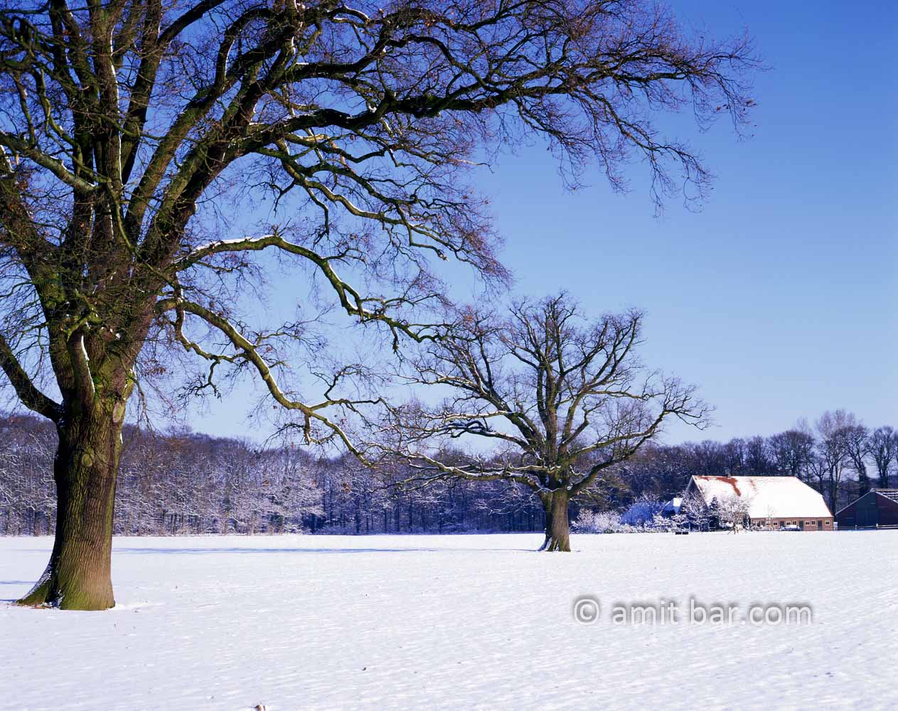 Snowy farmhouse with two oaks I: Snowy landscape at Slangenburg, Doetinchem, The Netherlands