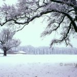 Snowy farmhouse with two oaks II: Snowy landscape at Slangenburg, Doetinchem, The Netherlands
