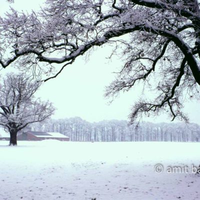 Snowy farmhouse with two oaks
