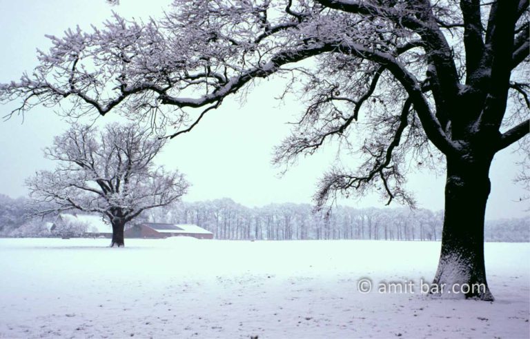 Snowy farmhouse with two oaks