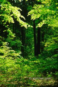 Spring time: Spring in the forest