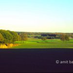 Stokkum in autumn II: Tree trunks by Stokkum