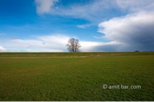 Storm cloud with a lonely tree